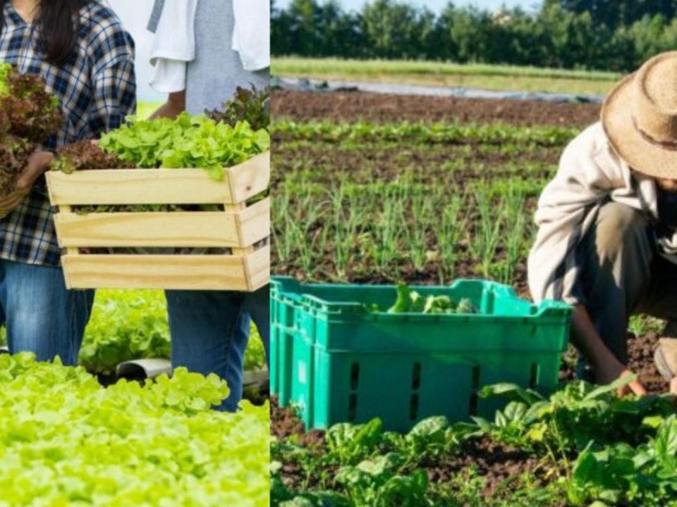 Nationwide Fresh Produce Delivery