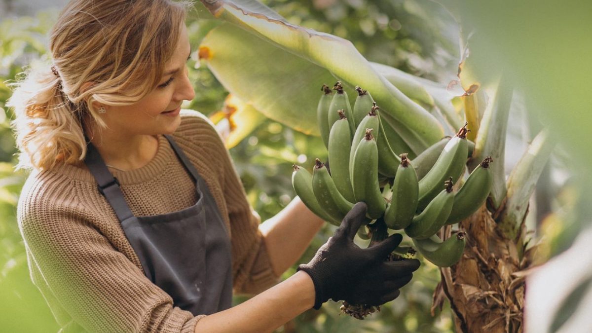 Fresh Fruit and Vegetable Distribution