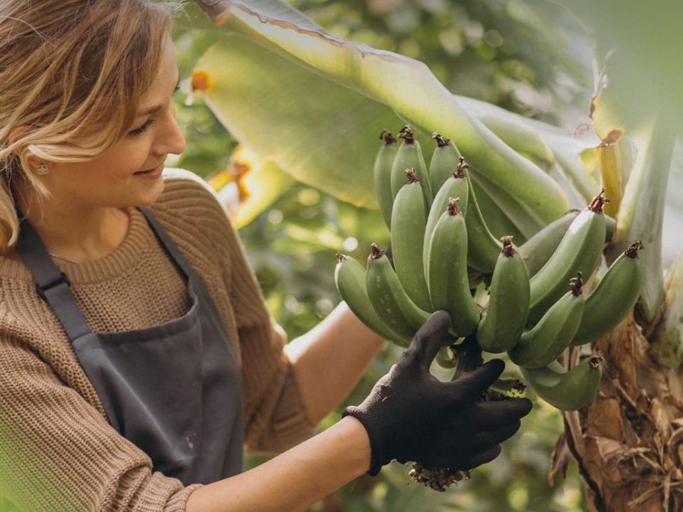 Fresh Fruit and Vegetable Distribution
