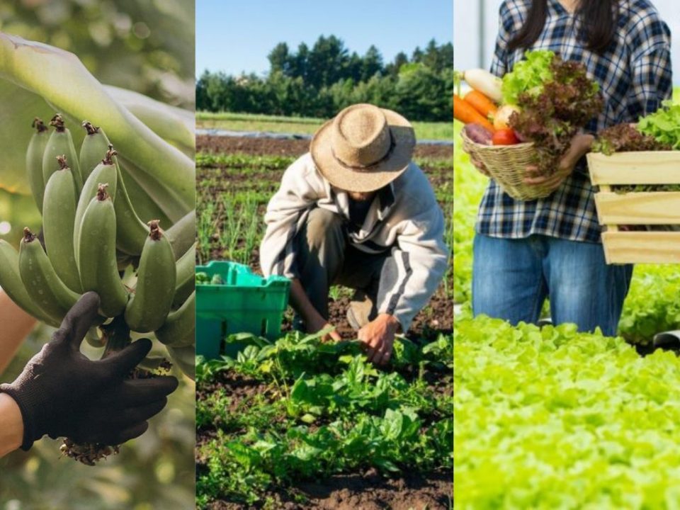 How to Choose the Best Fresh Produce Supplier UK Looking for a reliable partner? Discover essential tips on how to choose the best fresh produce supplier UK for your business needs and culinary success. The modern food and hospitality industry operates on a razor-thin margin where quality, consistency, and timing can make or break an establishment. Whether you run a bustling restaurant in central London, manage catering for a large corporate institution, or operate an independent grocery store, your menu and reputation rely heavily on the ingredients you put on the plate. Sourcing top-tier ingredients starts at the very beginning of the supply chain. Finding a partner that understands the nuances of the market is crucial for long-term growth and customer satisfaction. Navigating the vast landscape of food distribution can be overwhelming. With numerous distributors operating across the nation, knowing what to look for ensures you receive high-quality goods without disrupting your cash flow. This comprehensive guide walks you through everything you need to know about selecting the ideal partner, evaluating market standards, and building a resilient supply chain that keeps your kitchen or shelves stocked with the finest goods available. Understanding the Landscape of Food Distribution The agricultural and distribution sector has evolved significantly over the past decade. Modern buyers demand more than just basic fruits and vegetables; they expect full transparency regarding sourcing, stringent quality control, and seamless logistics. Understanding how the market functions helps you identify partners who truly stand out from the competition. The Role of National and Regional Distributors When searching the market, you will encounter various types of operators, ranging from massive national corporations to agile regional operators. Each model comes with distinct advantages and potential drawbacks depending on the scale of your operations. National operators often boast extensive logistics networks and massive product catalogues. However, they can sometimes lack the personal touch and flexibility required by independent businesses or specialized kitchens. On the other hand, regional operators often maintain closer relationships with local growers and can offer greater flexibility with delivery schedules and custom orders. If you are looking for a nationwide fresh produce supplier UK, it is essential to balance scale with personalized service. Direct Farm Sourcing Versus Traditional Intermediaries Sourcing strategy plays a monumental role in the freshness and cost of your inventory. Traditional intermediaries often pass through multiple layers of handling before reaching the end buyer, which can impact the shelf life of delicate items. Partnering with companies that prioritize direct relationships with growers ensures that items spend less time in transit. This direct approach not only preserves nutritional value and flavor profiles but also supports sustainable agricultural practices within the broader industry. Learn more about our commitment to quality and how we handle fresh fruit and vegetable distribution across the country. At punjab exotic foods, we bridge the gap between premium global and local agriculture, delivering exceptional quality straight to your commercial kitchen. Contact our team today to discuss how our tailored supply solutions can elevate your culinary offerings. Key Criteria for Evaluating Distributors Choosing the right partner requires a systematic approach. You must evaluate potential candidates against a rigorous set of criteria to ensure they can meet your volume, quality, and budgetary requirements consistently. Quality Control and Freshness Standards The primary metric of any food distributor is the quality of their inventory. You need a partner who implements strict inspection protocols from the moment goods are harvested to the moment they arrive at your loading dock. Temperature Management: Cold chain integrity is non-negotiable. Ensure potential partners utilize refrigerated transport and storage facilities. Visual and Tactile Inspection: Look for distributors who routinely check produce for bruising, ripeness, and structural integrity. Grading Standards: Understand the grading system your distributor uses to ensure you consistently receive commercial-grade items. Reliability and Delivery Logistics A stunning catalog means very little if your delivery arrives late or incomplete. Consistency in the supply chain is the bedrock of a successful kitchen or retail storefront. Reliable nationwide fresh produce delivery is a key requirement for modern businesses. Fleet Capabilities: Modern, temperature-controlled delivery vehicles are essential for maintaining quality in transit. Delivery Windows: Assess whether the distributor can consistently meet your specific morning or prep-window delivery requirements. Order Accuracy: Inquire about their fulfillment rates and how they handle missing or damaged items upon delivery. Pricing Structures and Payment Terms Financial stability and predictability are critical when managing food and beverage costs. You need a partner who offers competitive pricing without compromising on quality. For those interested in bulk purchasing, exploring wholesale fruits UK the complete guide can provide insights into current market trends. Transparent Pricing: Look for clear itemized pricing models that avoid hidden fees or unexpected fuel surcharges. Volume Discounts: As your business grows, your distributor should offer scalable pricing models that reward higher purchasing volumes. Credit and Payment Flexibility: Net-30 payment terms or similar credit arrangements can provide much-needed breathing room for your cash flow. The Importance of Variety and Specialty Offerings Consumer palates are shifting rapidly. Diners and shoppers increasingly seek out unique, exotic, and hard-to-find ingredients that elevate everyday meals into extraordinary culinary experiences. We pride ourselves on being one of the top fresh produce suppliers UK. Sourcing Exotic and Niche Ingredients Standard culinary staples are essential, but having access to specialty items sets innovative culinary businesses apart. Whether you need specialized chilies, rare herbs, or seasonal tropical fruits, your distributor should have an extensive global sourcing network. Working with specialists who excel in sourcing diverse items ensures you never have to turn away a customer request due to limited supplier capabilities. Check out our range of wholesale vegetables UK to see the diversity we offer. Balancing Seasonality with Year-Round Demand Nature operates on its own schedule, but modern consumer demand does not pause for seasonal changes. A top-tier partner knows how to balance seasonal British produce with reliable international imports to maintain a consistent catalog throughout the year. Understanding seasonal availability helps you design menus that highlight peak flavors while maintaining cost-effectiveness during off-peak months. Our wholesale produce delivery UK services are designed to maintain this balance for your business. Assessing Sustainability and Ethical Sourcing Modern consumers care deeply about the environmental footprint of the food they consume. Choosing partners who prioritize sustainability is not only good for the planet but also enhances your brand reputation. Minimizing Food Waste in the Supply Chain Efficient logistics and inventory management significantly reduce food waste. Look for distributors who actively manage surplus inventory through discounted channels or charitable donations rather than sending perfectly good food to landfills. Supporting Ethical Labor Practices Fair treatment of agricultural workers is a crucial pillar of sustainable business. Inquire about your distributor's code of conduct and how they verify that their growers adhere to fair labor laws and safe working conditions. Ready to transform your kitchen's supply chain with premium, sustainably sourced ingredients? Reach out to punjab exotic foods today to request our comprehensive product catalog and discover how we can support your business growth. You can also chat with us on WhatsApp or see our latest updates on Instagram. Frequently Asked Questions What should I look for in a fresh produce supplier UK? Look for rigorous cold-chain management, high fulfillment accuracy, transparent pricing structures, and a proven track record of reliable on-time deliveries tailored to your business schedule. How do I verify the quality of a prospective distributor? Request product samples before signing a contract, visit their distribution facilities if possible, and ask for client references from businesses similar to yours in size and scope. Are local suppliers better than national distributors? It depends on your needs. Local operators often offer greater flexibility and fresher regional items, while national operators may provide broader catalog variety and robust logistics for multi-location businesses. What payment terms are standard in the industry? Many commercial distributors offer Net-15 or Net-30 payment terms for established businesses, though initial orders may require payment upon delivery or upfront via digital transfer. How do seasonal changes affect wholesale pricing? Seasonal availability heavily influences pricing. Items in peak season are generally more abundant and cost-effective, while out-of-season imports carry higher shipping and sourcing costs. What steps do top distributors take to minimize waste? Fresh Produce Supplier UK