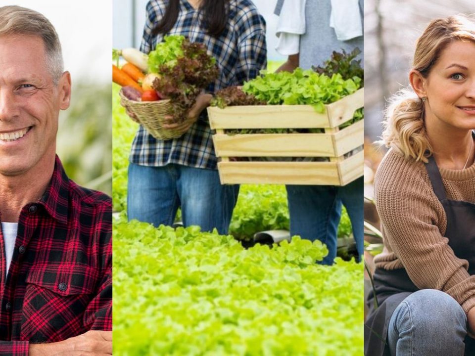 Wholesale Vegetables UK