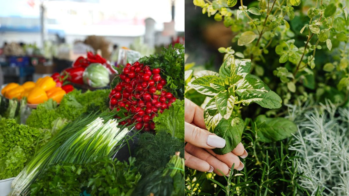 Fresh Herbs Supplier UK