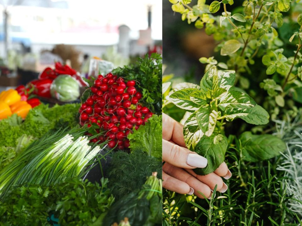 Fresh Herbs Supplier UK